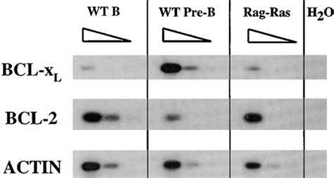 Analysis Of Bcl 2 And Bcl XL Expression RNAs From Sorted RasRAG1