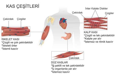 Kalp Kası Nedir Nasıl Çalışır Özellikleri Nelerdir BilgiTara