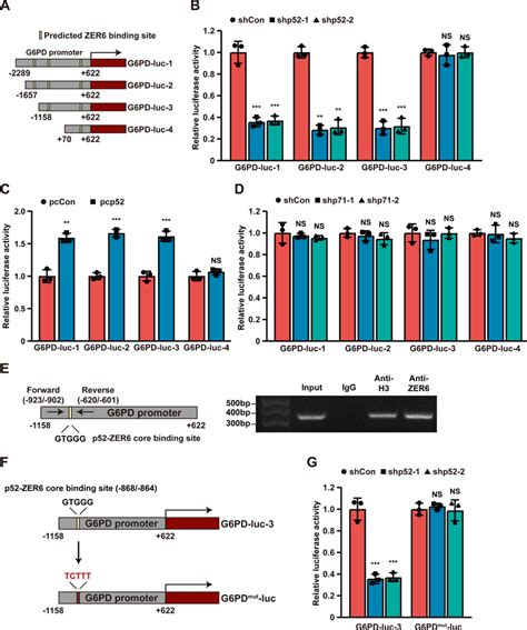 P52 Zer6 Directly Promotes G6pd Transcriptional Activity By Binding To