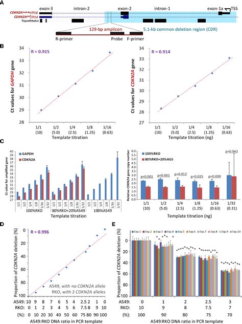 Frontiers Detection Of Somatic Copy Number Deletion Of The CDKN2A