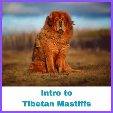 intro  tibetan mastiffs mysterious guardians