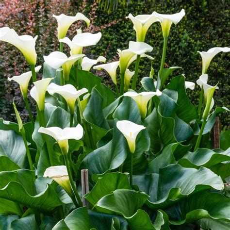 Zantedeschia Aethiopica S Instagram Twitter Facebook On IDCrawl