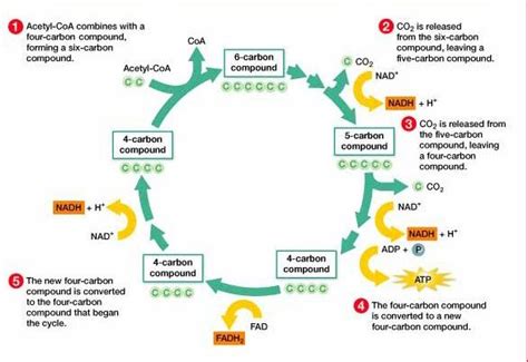 Here We See Another Depiction Of The Krebs Cycle Explained In Previous