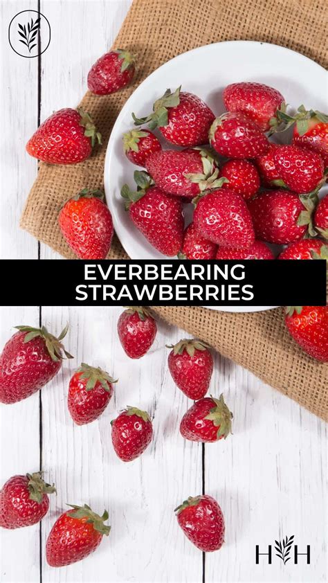 Everbearing strawberries 🍓 🔄 Grow a continuous harvest of backyard fruit