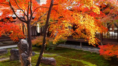 建仁寺 紅葉 祇園の隠れたもみじの名所 京都もよう Kyoto Moyou