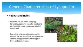 Phylum Lycophyta Examples