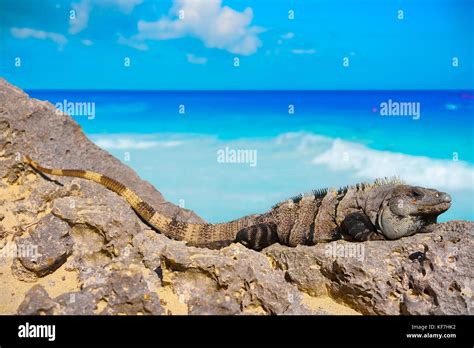 Mexican Iguana In Tulum With Caribbean Sea Of Riviera Maya Mexico Stock