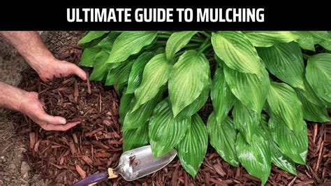 Ultimate Guide To Mulching Youtube