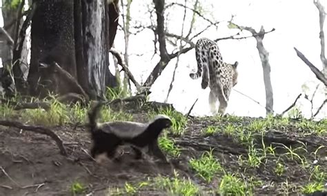 Mother Honey Badger Fearlessly Defends Baby From Leopard