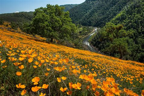 Coloma Poppies And River Betty Sederquist Photography