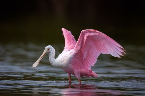 Roseate Spoonbill Ready To Fly Fine ARt Photo Print | Photos by Joseph ...