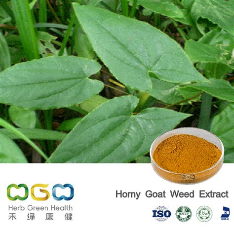 Natural Plant Extract Epimedium Extract With Icariin Herb Herbal