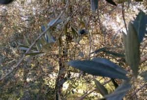 Xylella Il Bando Per La Rigenerazione Olivicola Va Corretto Economia