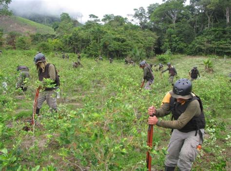 Proyecto Corah Erradica Más De 16000 Hectáreas De Cultivos Ilegales De Hoja De Coca Noticias