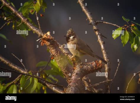 Himalayan Bulbul Pycnonotus Leucogenys India Stock Photo Alamy