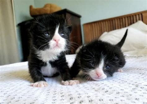 Ces chatons jumeaux ne se quittent jamais après avoir été trouvés