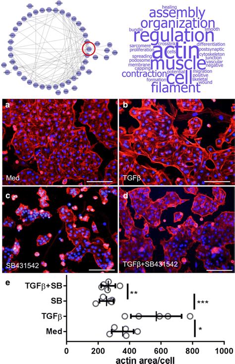 TGFβ induces actin cytoskeleton remodeling in hAECII hAECII N 5