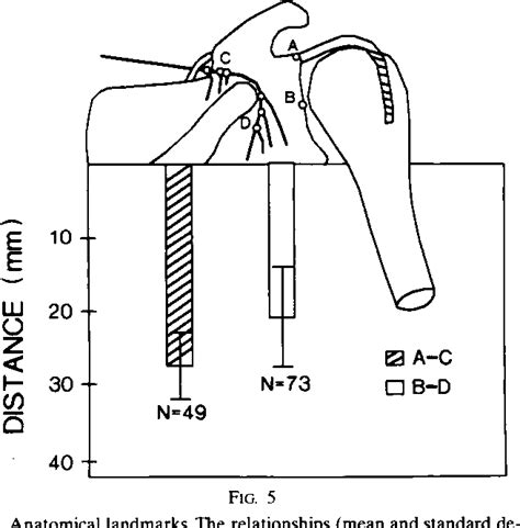 Figure 1 From Anatomy And Relationships Of The Suprascapular Nerve