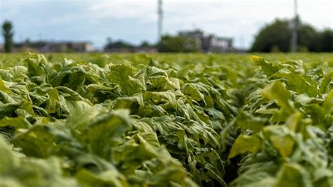 Sonde e riuso degli scarti delle biomasse così la coltivazione del