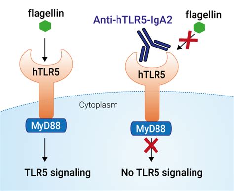 Human Anti Htlr5 Neutralizing Antibody Invivogen