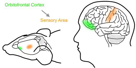 The Orbitofrontal Cortex [image] Eurekalert Science News Releases