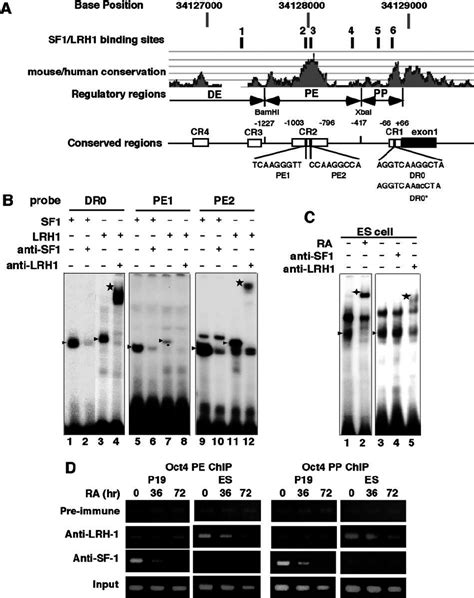 Direct Binding Of SF 1 LRH 1 To The Oct4 Proximal Enhancer And