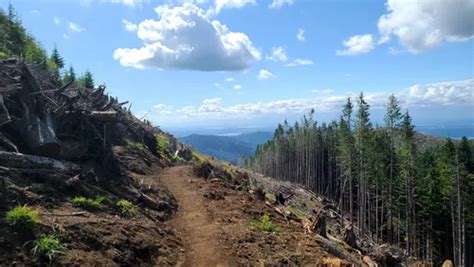 10 Best Hikes and Trails in Tiger Mountain State Forest | AllTrails