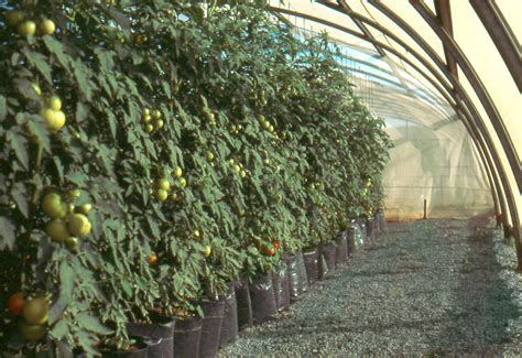 Trellising Tomato Plants In A Greenhouse