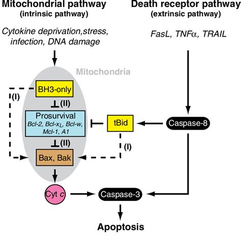 Figure 1 From Molecular Biology Of Bax And Bak Activation And Action