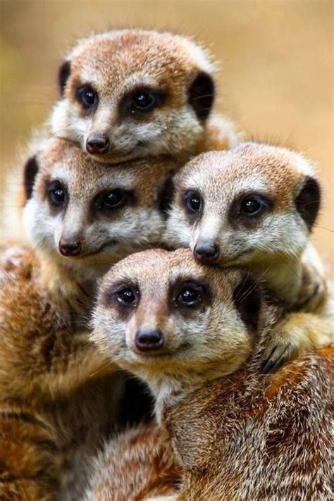 Pin by Monique Kras on Animals | Cute animals, Animals wild, Animals ...