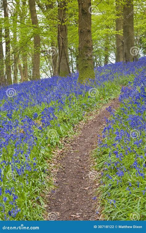 Magical Forest And Wild Bluebell Flowers Stock Photo Image Of Beauty