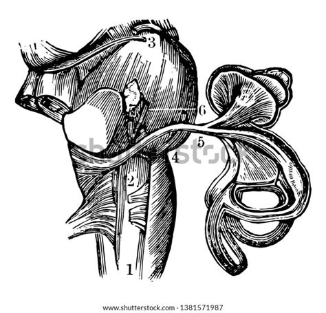 This Illustration Represents View Auditory Nerve Stock Vector Royalty Free 1381571987