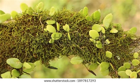 Dragon Scale Fern Pyrrosia Piloselloides Epiphytic Stock Photo