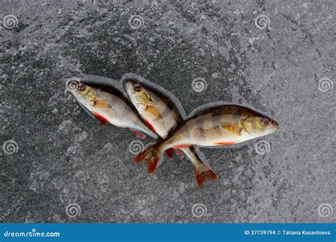 Pesca Del Invierno Pescados De La Perca En El Hielo Foto De Archivo