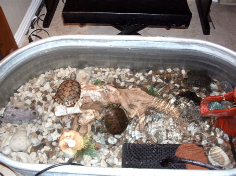 Observations from the Turtle Pond: Cleaning the Turtle Tank