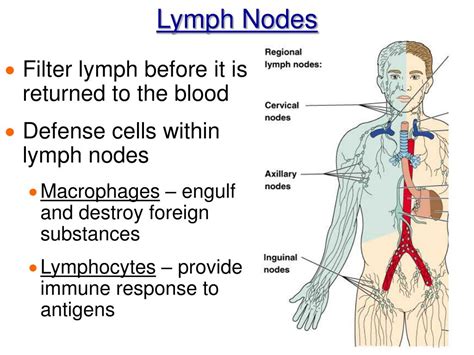 Ppt Chapter The Lymphatic System And Body Defenses Powerpoint