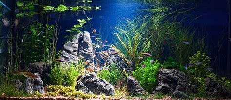 Lava Rock Aquarium | Setup and Guide | Total Fish Tank