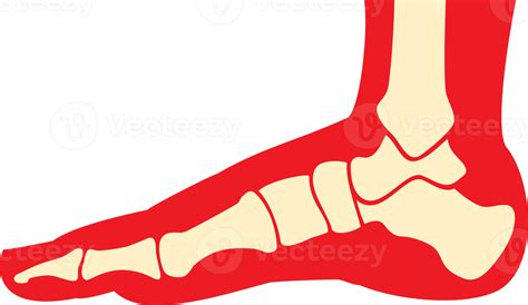 Anatomia Del Pie Humano 12638091 Png