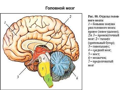 Общий обзор строения головного мозга