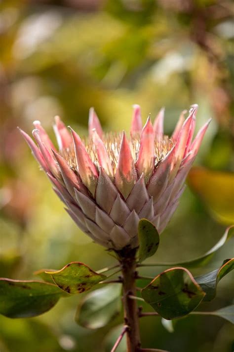 King Protea Or Protea Cynaroides The National Flower Of South Africa