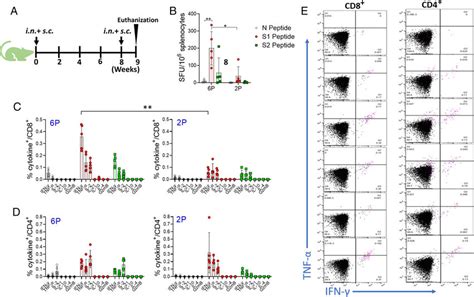 Nature Of T Cell Immunity Induced By Rvsv Pres Hexapro And Rvsv Pres P