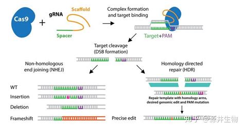 Crisprcas9技术四项必须懂的基础应用 知乎