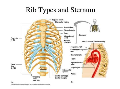 Ppt Chest Surface And Pleura Cavity Powerpoint Presentation Free