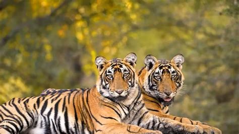 Poaching in Veerangana Durgavati Tiger Reserve