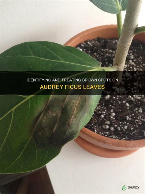 Identifying And Treating Brown Spots On Audrey Ficus Leaves Shuncy