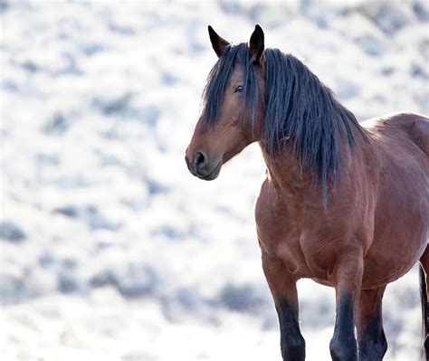 Mountain King Photograph By Kristi Johnson Fine Art America