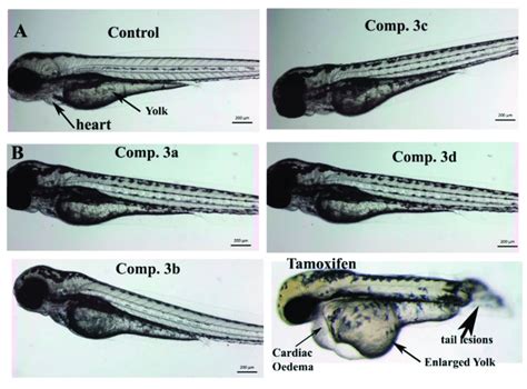 Representative Images Of The Zebrafish Embryos Hpf A Control Or