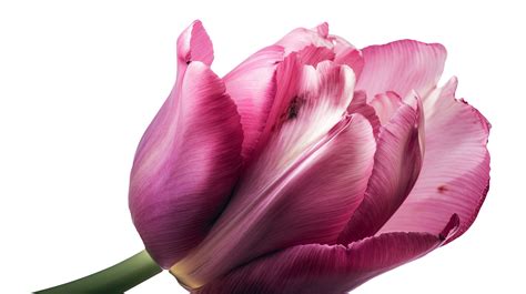 Beautiful Pink Tulip Flower Wallpaper