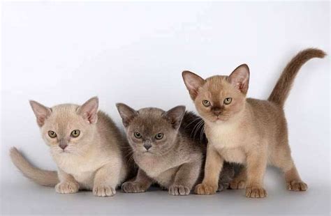 Guide To Burmese Cat Personality And Characteristics • Ourfriends4ever