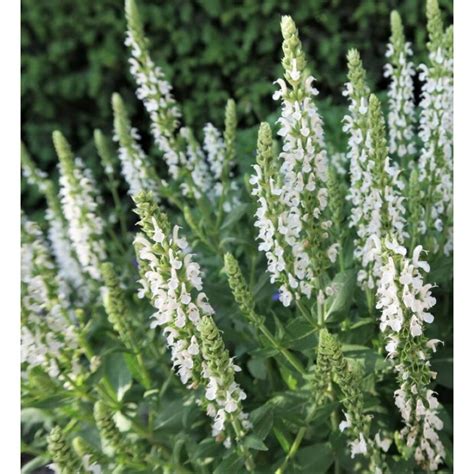 Salvia X Superba Merleau White Sza Wia Wspania A